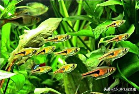 超好養的魚|【適合養的魚】超簡易！新手養魚必備：6 種超好養的熱門魚種